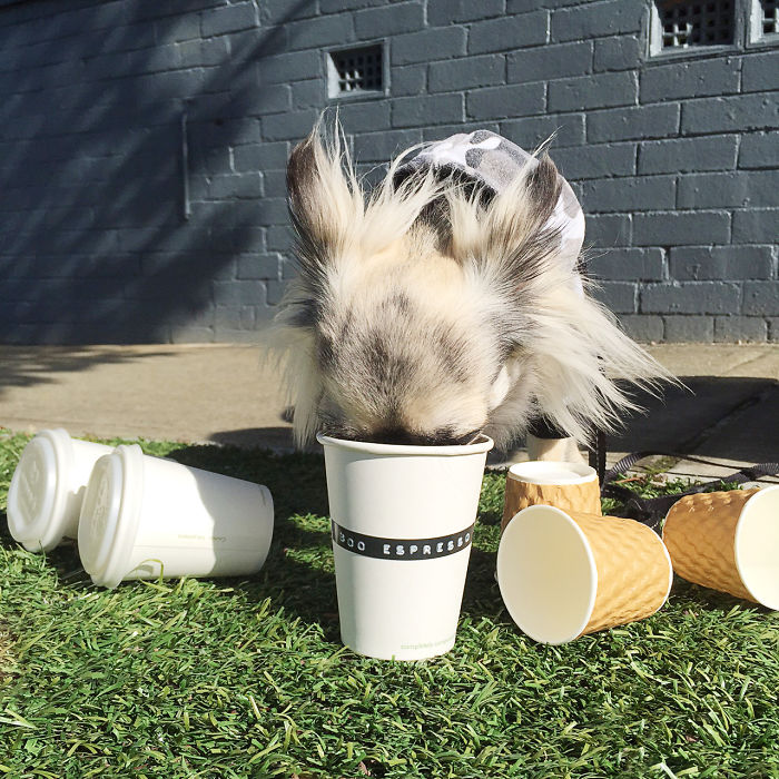 Mans Best Friend 'woofs' Down A Puppacino, The Latest Craze To Hit The Australian Café Scene. Mans Best Friend 'woofs' Down A Puppacino, The Latest Craze To Hit The Australian Café Scene.