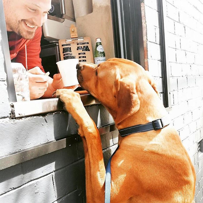 Mans Best Friend 'woofs' Down A Puppacino, The Latest Craze To Hit The Australian Café Scene. Mans Best Friend 'woofs' Down A Puppacino, The Latest Craze To Hit The Australian Café Scene.