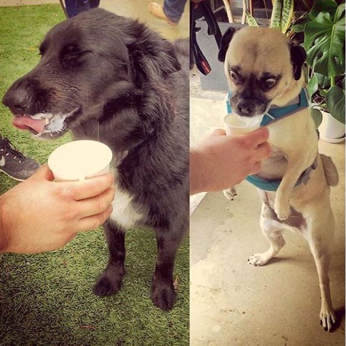 Mans Best Friend 'woofs' Down A Puppacino, The Latest Craze To Hit The Australian Café Scene. Mans Best Friend 'woofs' Down A Puppacino, The Latest Craze To Hit The Australian Café Scene.