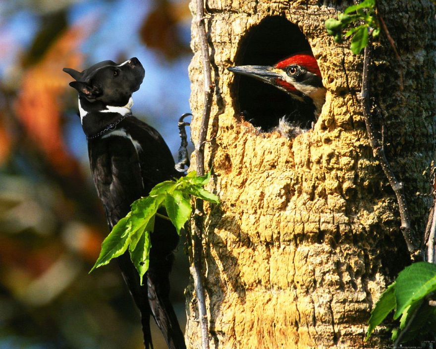 Strange animal hybrid with a dog's head and bird's body perched on a tree near a bird peeking out from a hole.