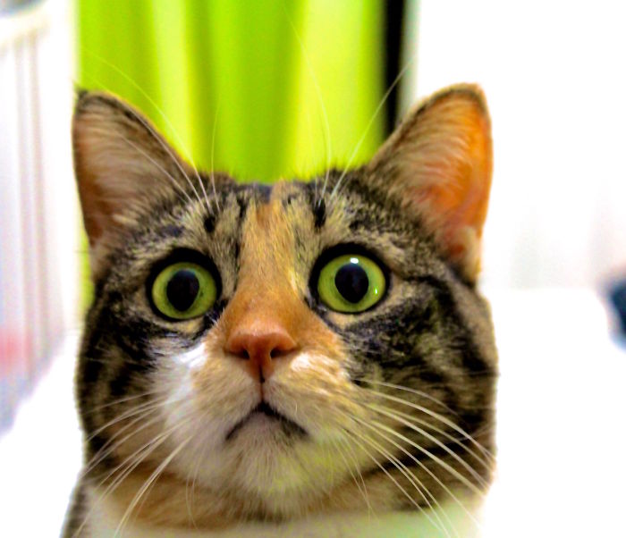 My Cat Is Incapable Of Looking Calm