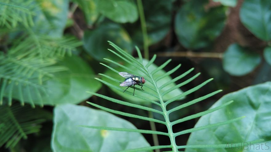 Nature Gets Interesting With My New Phone.