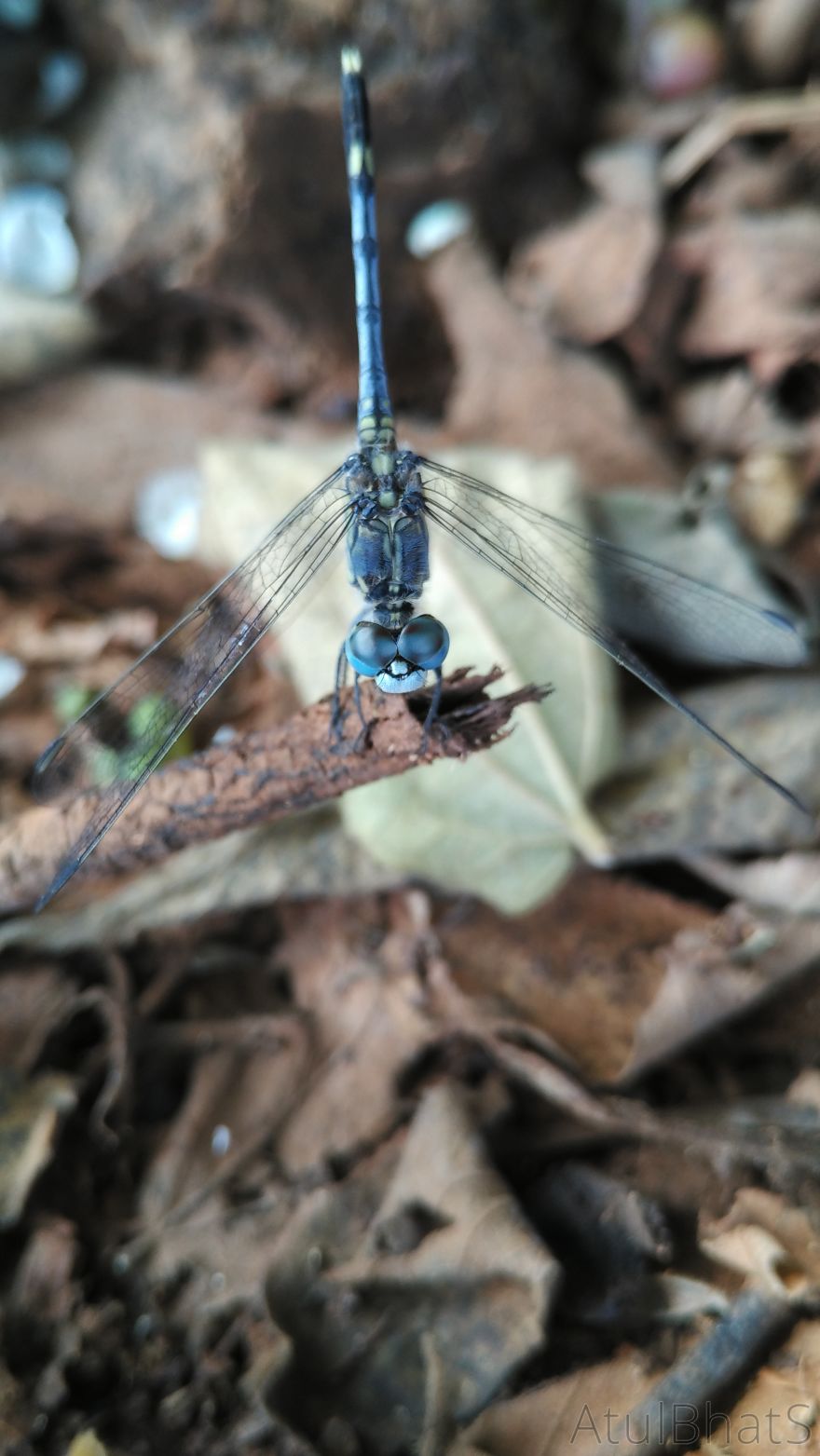 Nature Gets Interesting With My New Phone. Nature Gets Interesting With My New Phone.