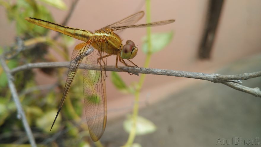 Nature Gets Interesting With My New Phone.