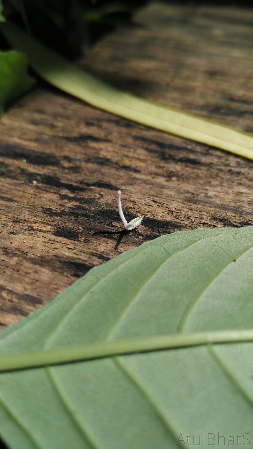 Nature Gets Interesting With My New Phone. Nature Gets Interesting With My New Phone.