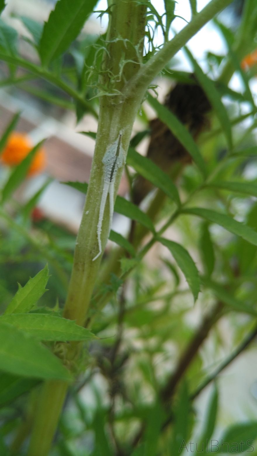 Nature Gets Interesting With My New Phone.