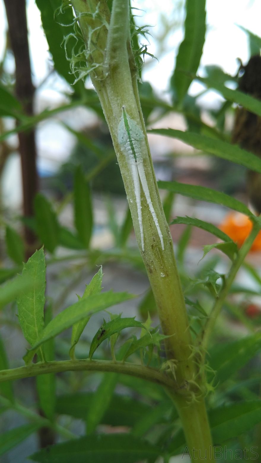 Nature Gets Interesting With My New Phone. Nature Gets Interesting With My New Phone.