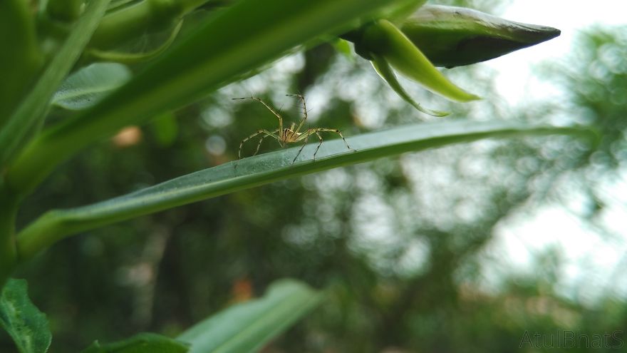 Nature Gets Interesting With My New Phone. Nature Gets Interesting With My New Phone.