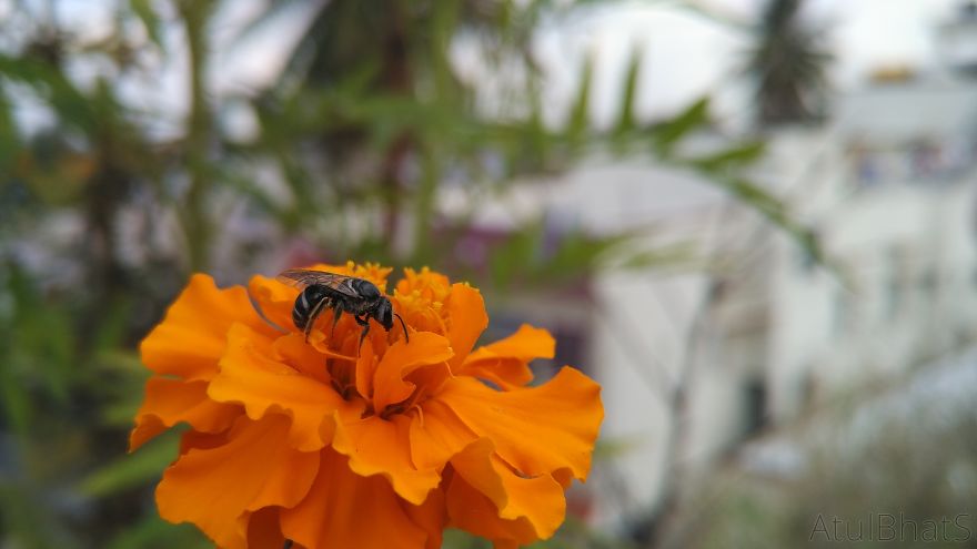 Nature Gets Interesting With My New Phone.