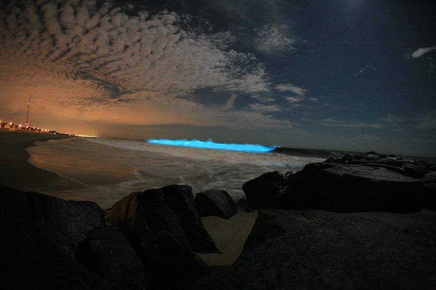 Bioluminescence / Milky Sea