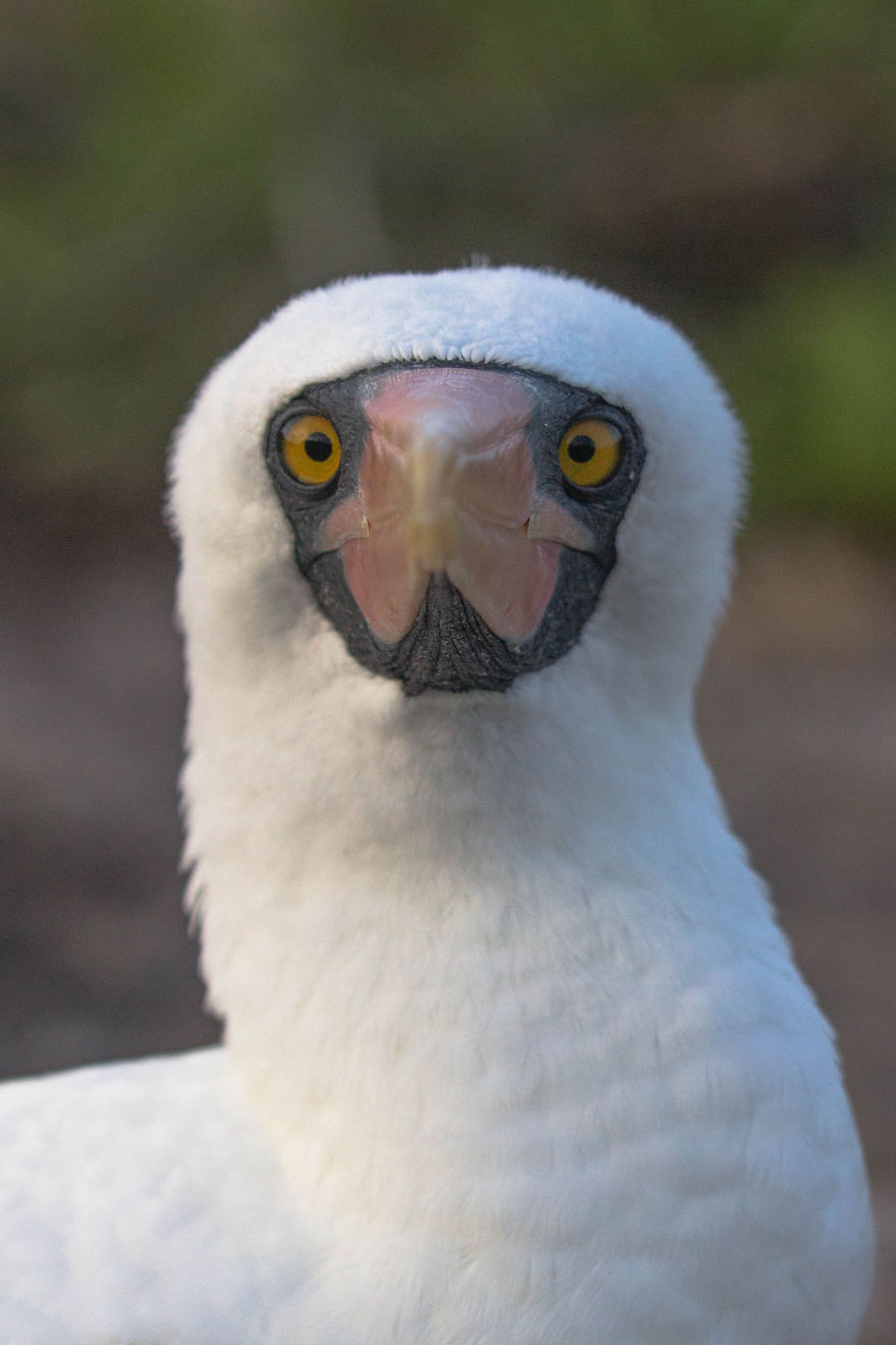 One Trip To The Galapagos And 7,000 Photos Later, This Is What I Have To Show For It