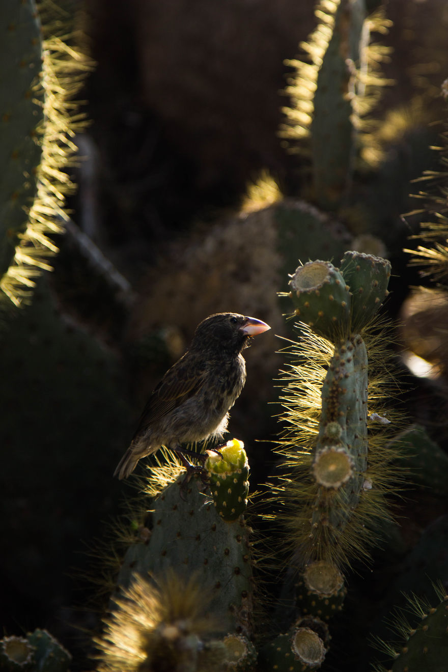 One Trip To The Galapagos And 7,000 Photos Later, This Is What I Have To Show For It