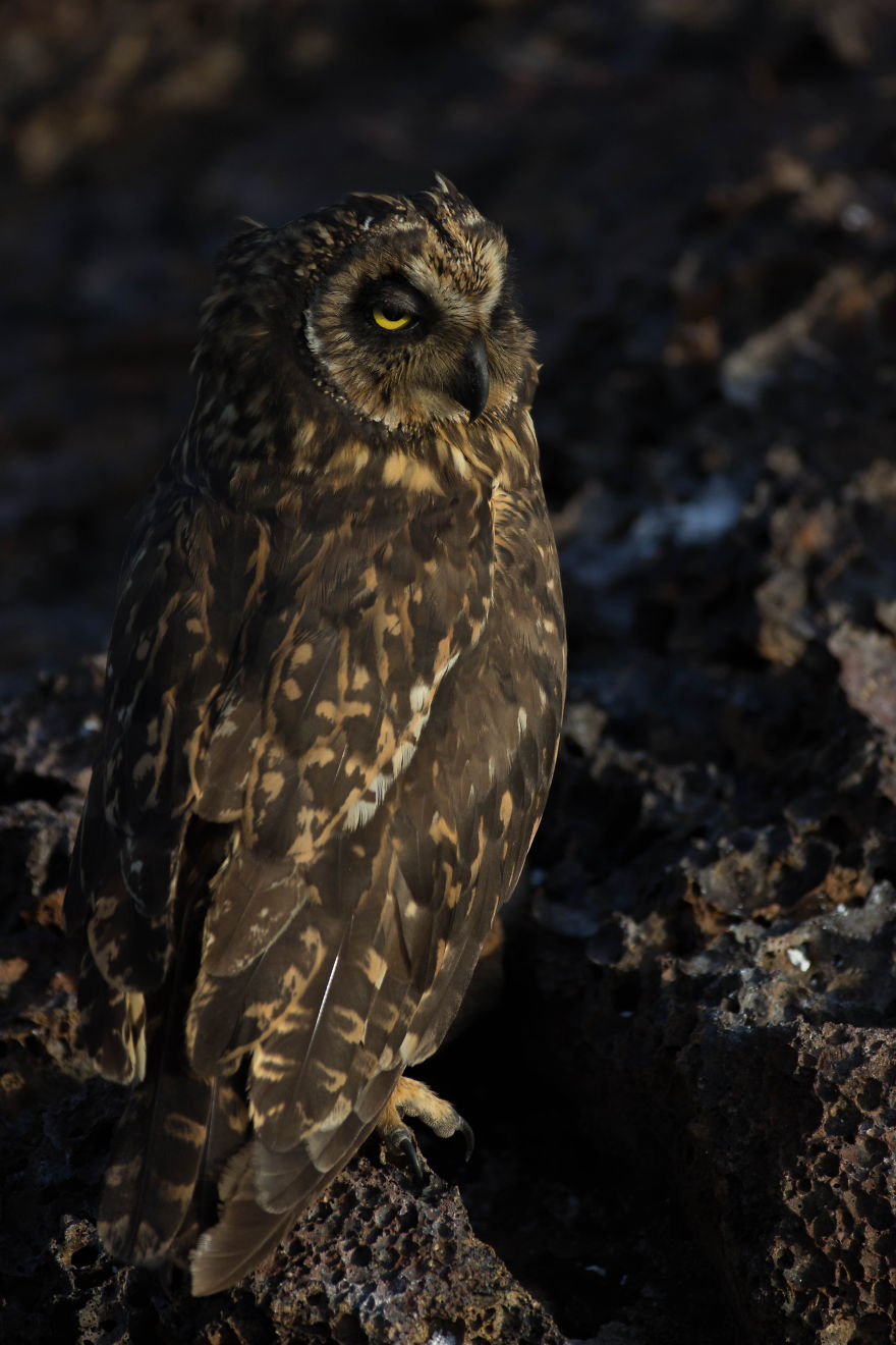 One Trip To The Galapagos And 7,000 Photos Later, This Is What I Have To Show For It
