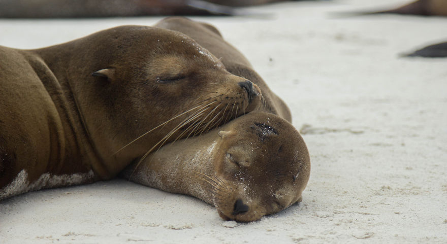 One Trip To The Galapagos And 7,000 Photos Later, This Is What I Have To Show For It