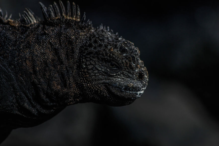 One Trip To The Galapagos And 7,000 Photos Later, This Is What I Have To Show For It