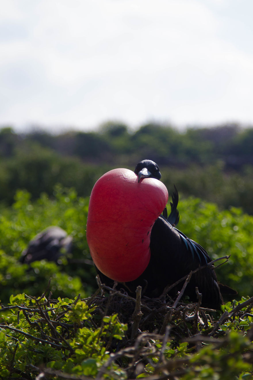 One Trip To The Galapagos And 7,000 Photos Later, This Is What I Have To Show For It One Trip To The Galapagos And 7,000 Photos Later, This Is What I Have To Show For It