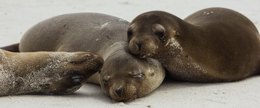One Trip To The Galapagos And 7,000 Photos Later, This Is What I Have To Show For It One Trip To The Galapagos And 7,000 Photos Later, This Is What I Have To Show For It