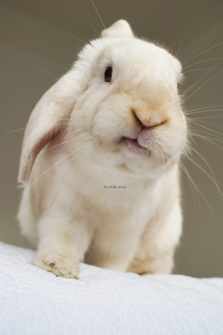 Our Bunny That We Adopted Is Always Happy