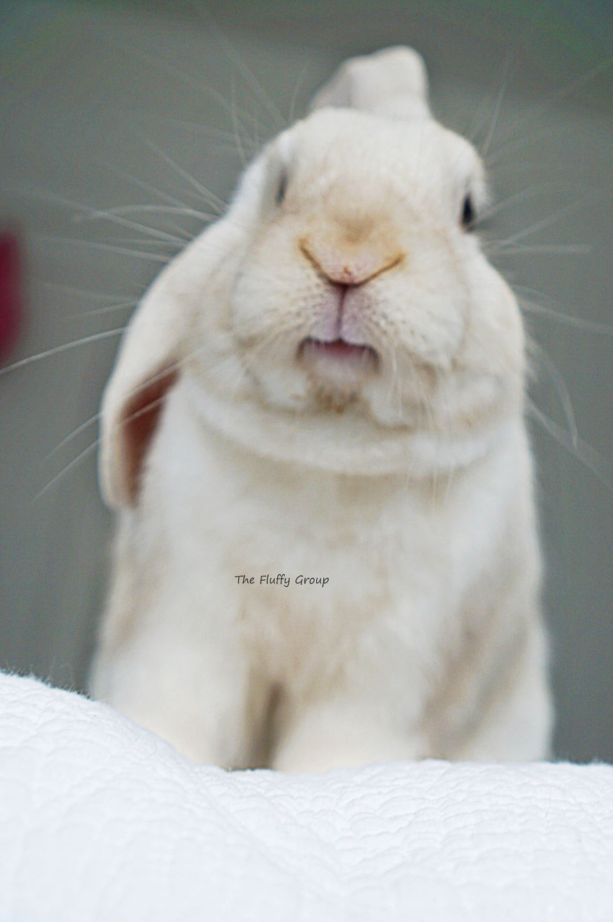 Our Bunny That We Adopted Is Always Happy Our Bunny That We Adopted Is Always Happy
