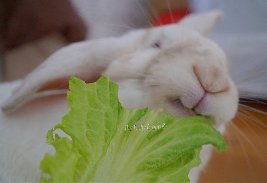 Our Bunny That We Adopted Is Always Happy Our Bunny That We Adopted Is Always Happy
