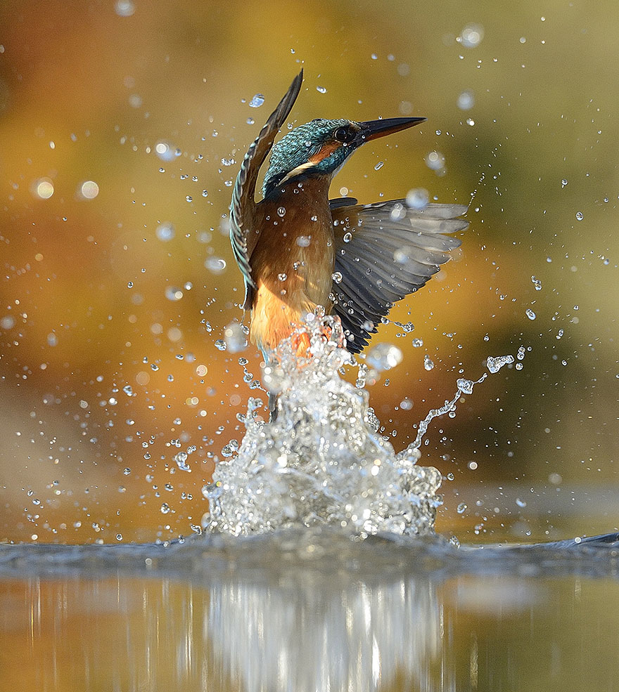 perfect-kingfisher-dive-photo--wildlife-photography-alan-mcfayden-22 perfect-kingfisher-dive-photo--wildlife-photography-alan-mcfayden-22