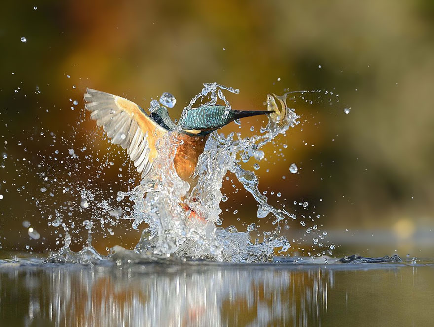 perfect-kingfisher-dive-photo--wildlife-photography-alan-mcfayden-33 perfect-kingfisher-dive-photo--wildlife-photography-alan-mcfayden-33