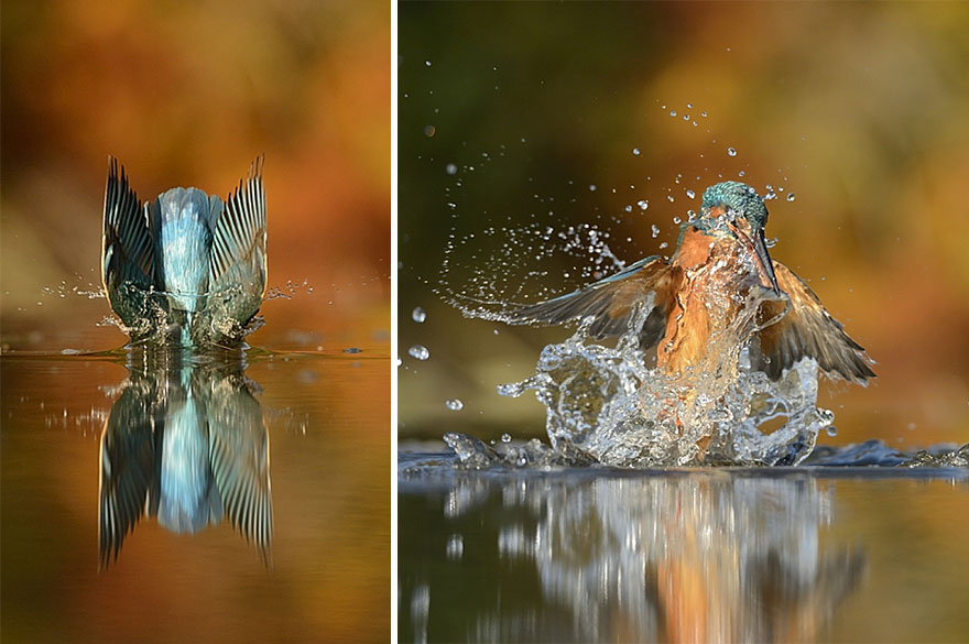 perfect-kingfisher-dive-photo--wildlife-photography-alan-mcfayden-35 perfect-kingfisher-dive-photo--wildlife-photography-alan-mcfayden-35