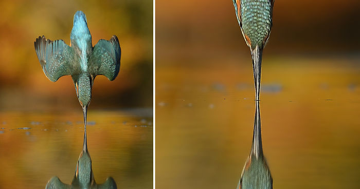 After 6 Years And 720,000 Attempts, Photographer Finally Takes Perfect Shot Of Kingfisher