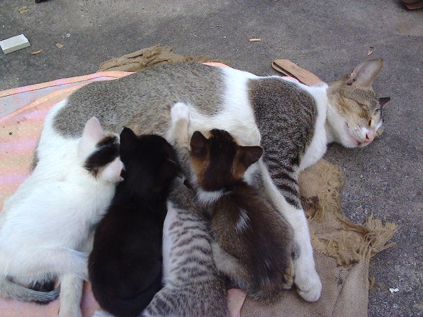 My Cat Family