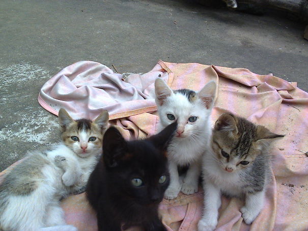 Soft Kitty Warm Kitty Little Ball Of Fur...