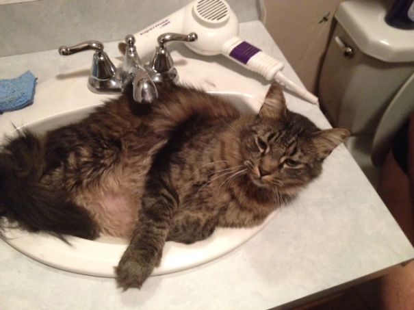 Maine C**n cat lounging comfortably in a bathroom sink, showcasing its large size and soft fur.
