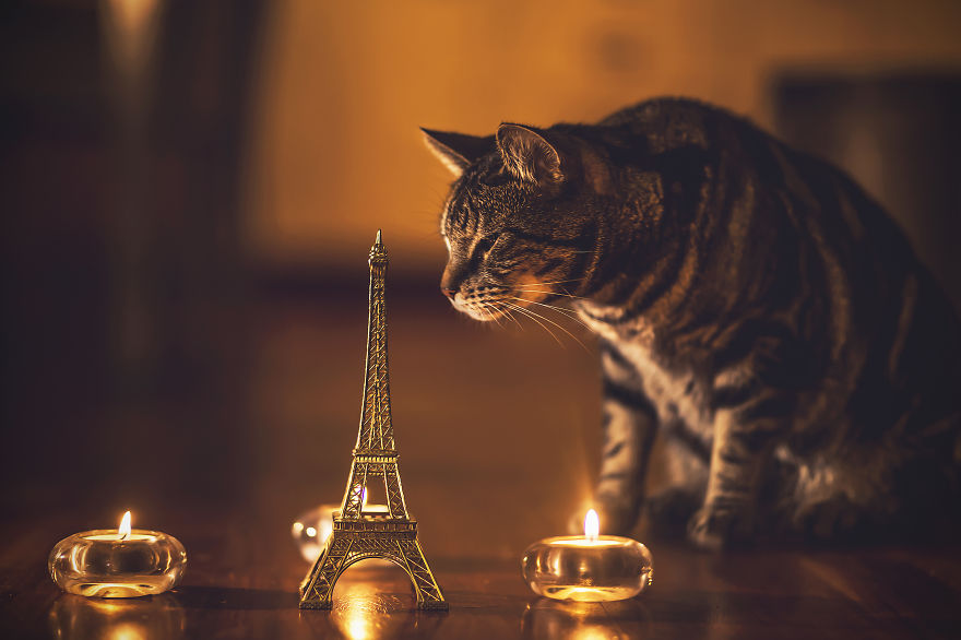 Photographing Cats Helps Me Deal With My Insecurity And Dark Past