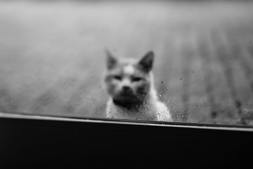 Photographing Cats Helps Me Deal With My Insecurity And Dark Past Photographing Cats Helps Me Deal With My Insecurity And Dark Past