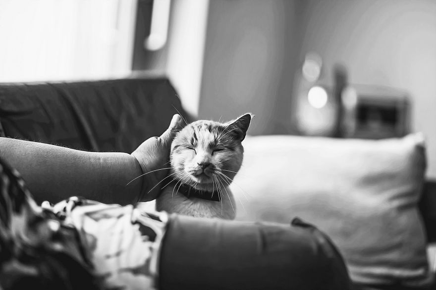 Photographing Cats Helps Me Deal With My Insecurity And Dark Past Photographing Cats Helps Me Deal With My Insecurity And Dark Past