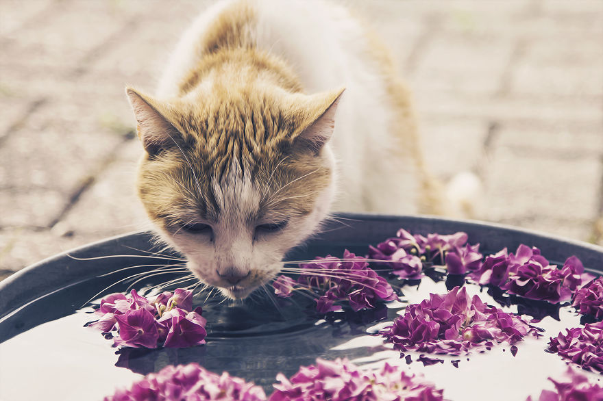 Photographing Cats Helps Me Deal With My Insecurity And Dark Past