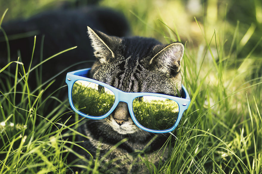 Photographing Cats Helps Me Deal With My Insecurity And Dark Past