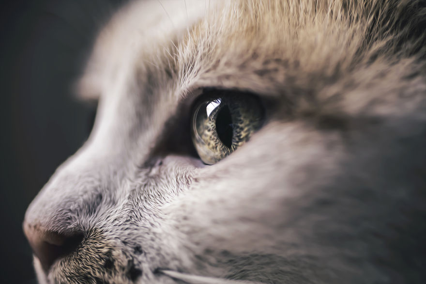 Photographing Cats Helps Me Deal With My Insecurity And Dark Past Photographing Cats Helps Me Deal With My Insecurity And Dark Past