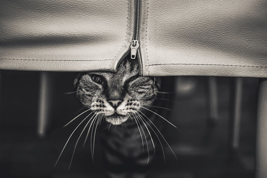 Photographing Cats Helps Me Deal With My Insecurity And Dark Past Photographing Cats Helps Me Deal With My Insecurity And Dark Past