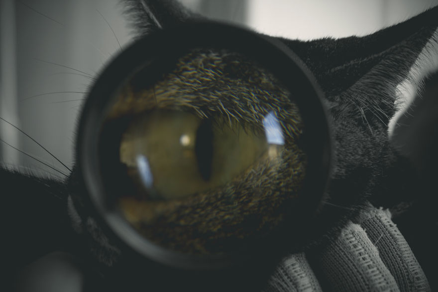 Photographing Cats Helps Me Deal With My Insecurity And Dark Past