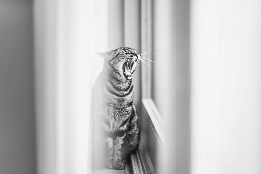 Photographing Cats Helps Me Deal With My Insecurity And Dark Past