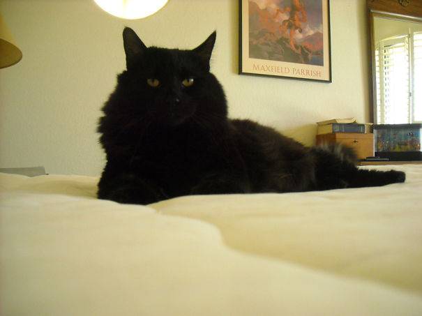 Black Maine C**n cat with thick fur lying on bed in a cozy room, showcasing its large size and gentle nature.