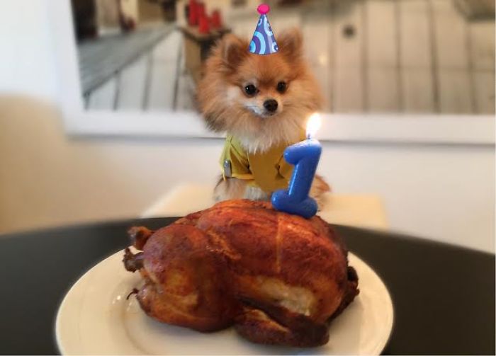 Pom Pom Chewy Celebrates His Birthday With 27 Thousand Of His Closet Friends!