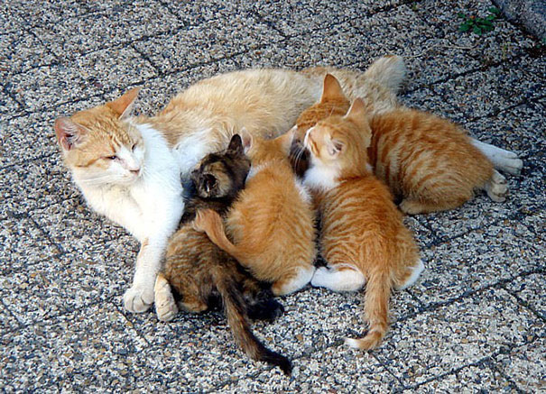 Cat With Kittens