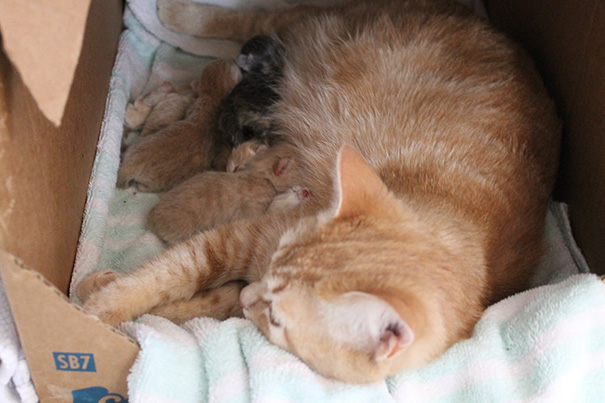 My Cat Cheeto And Her Six Newborn Kittens