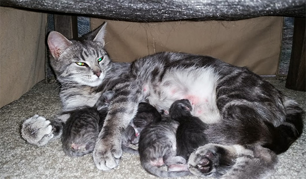 This Is An Outdoor Stary That Adopted Us To Have Her Kittens