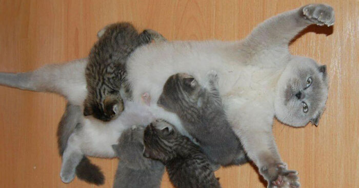 50 Proud Cat Mommies With Their Kittens