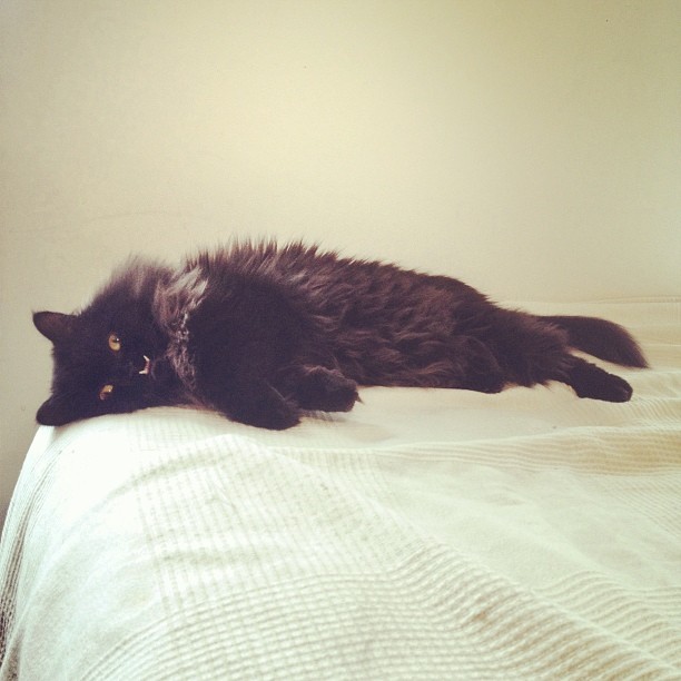 rescue-cat-princess-monster-truck-17 rescue-cat-princess-monster-truck-17