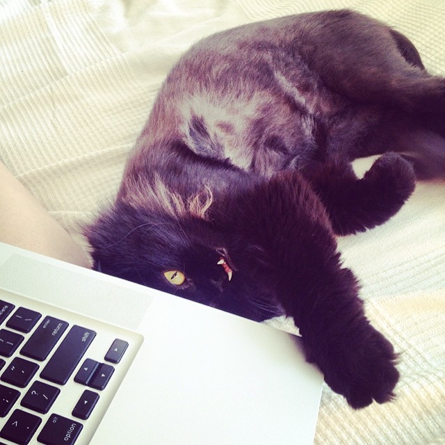 rescue-cat-princess-monster-truck-28 rescue-cat-princess-monster-truck-28