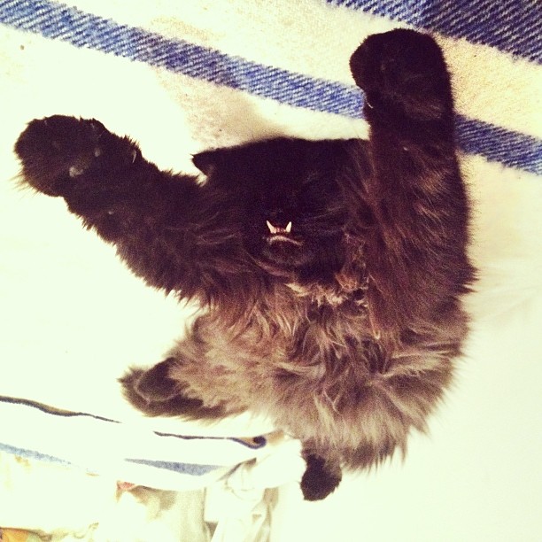 rescue-cat-princess-monster-truck-31 rescue-cat-princess-monster-truck-31