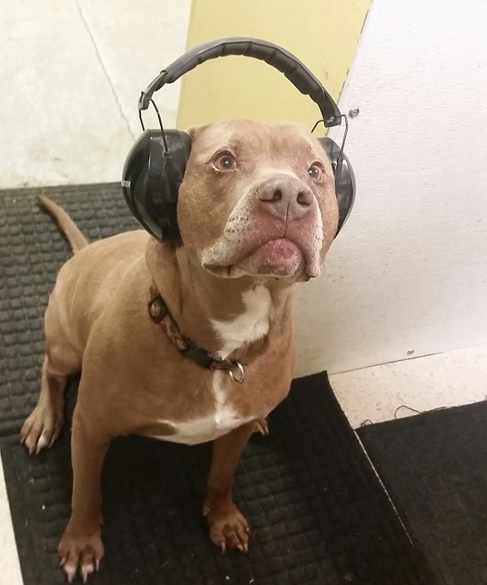 Sam The Dog Has Spent A Year In A Shelter And Dreams Of Moving Out